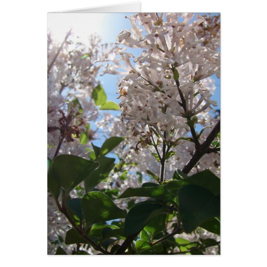 Lilac Bush Cards (Front)
