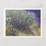 Lilac Bush Vincent van Gogh Postcard<br><div class="desc">A fine art postcard with the impressionist painting,  Lilac Bush (1889) by Vincent van Gogh (1853-1890).  He painted this landscape on the grounds of the hospital in Saint-Remy,  France. Flowering lilac bushes next to a path.</div>