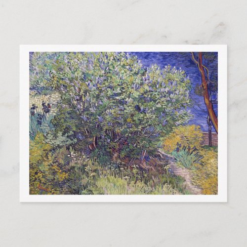 Lilac Bush Vincent van Gogh Postcard