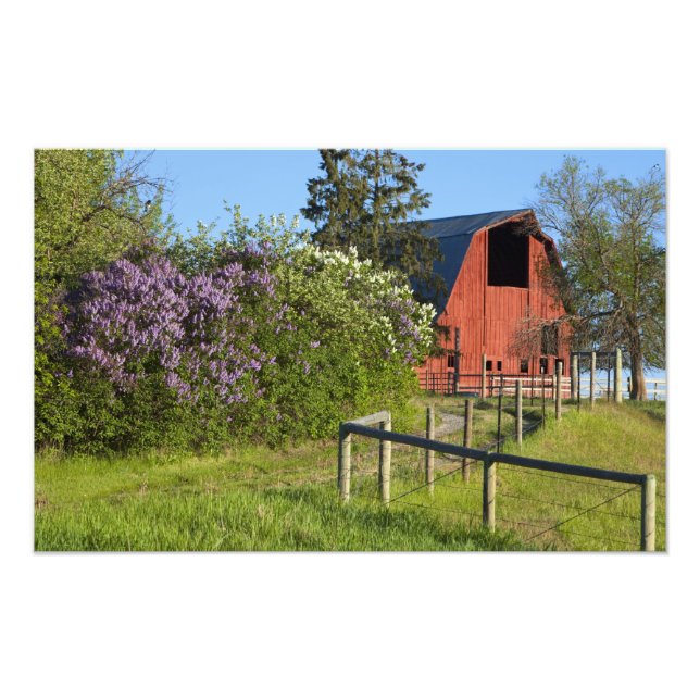 Lilac bushes in bloom and magpies in the trees photo print (Front)