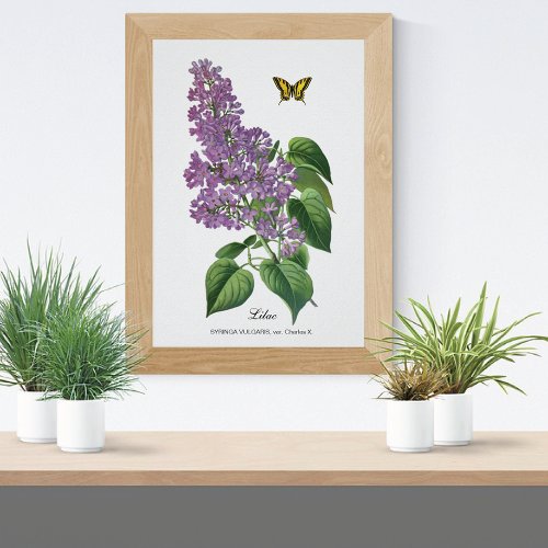 Lilac Butterfly Botanical Jean Bois Poster