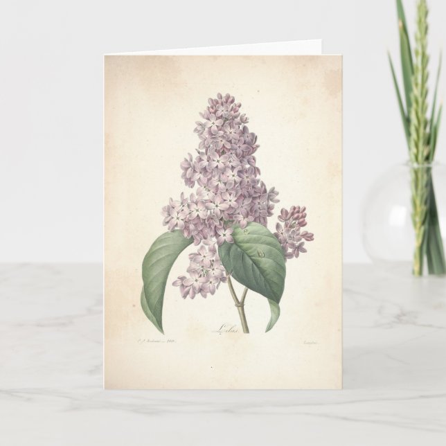Lilac by Redoute Botanical Sympathy Card (Front)