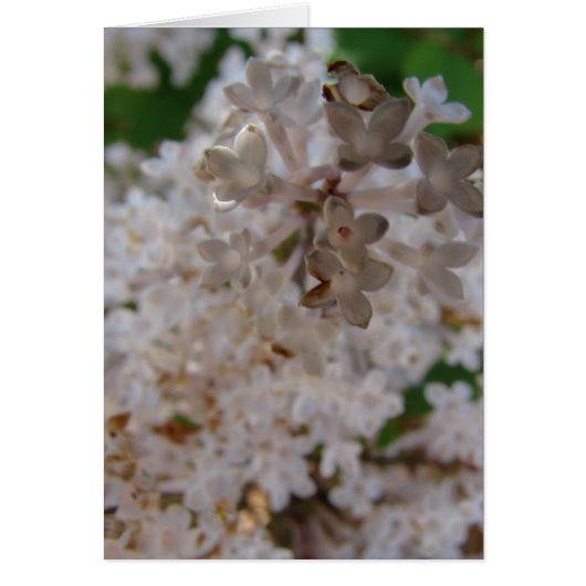 Lilac Cards (Front)