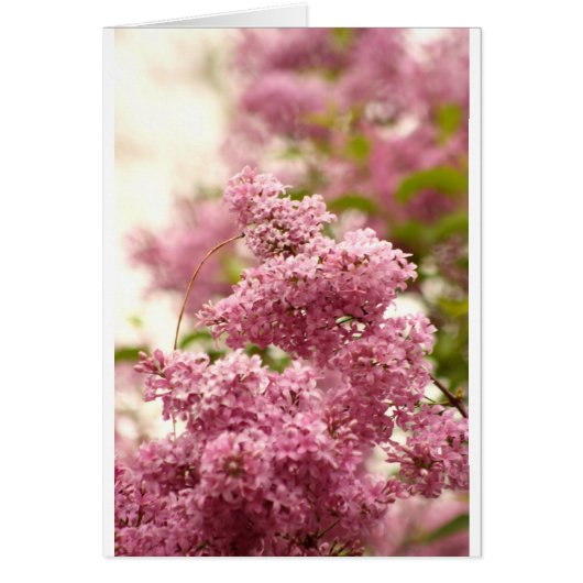 Lilac Cards (Front)