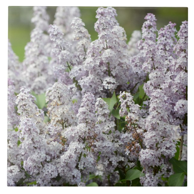 Lilac Ceramic Tile (Front)