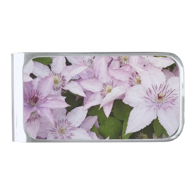 lilac ,clematis, beautiful, flower,lilac flower, silver finish money clip (Front)