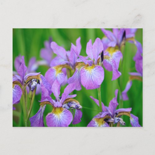 Lilac Color Blooming Iris Flowers  Postcard