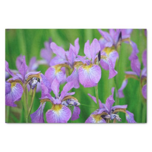 Lilac Color Blooming Iris Flowers  Tissue Paper