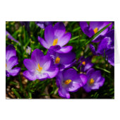 Lilac Crocuses (Front Horizontal)