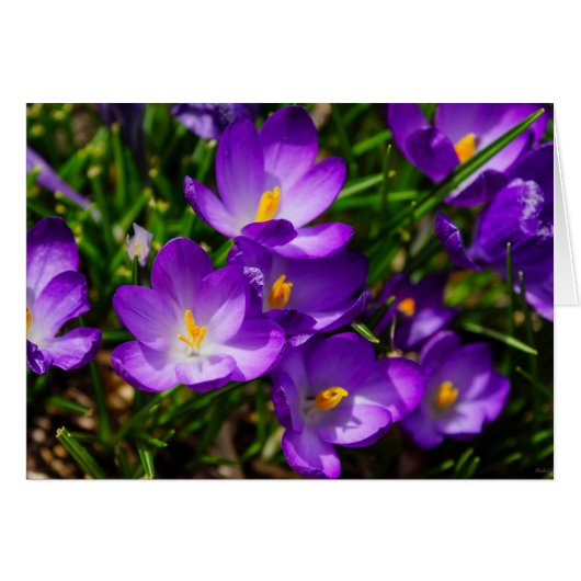 Lilac Crocuses Cards (Front Horizontal)