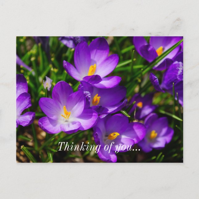 Lilac Crocuses Thinking Of You Postcard (Front)