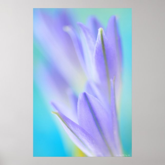 Lilac Flares Poster (Front)