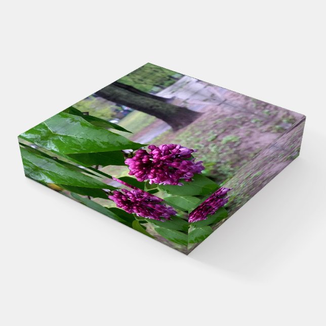 lilac flower in the rain paperweight (Angled)