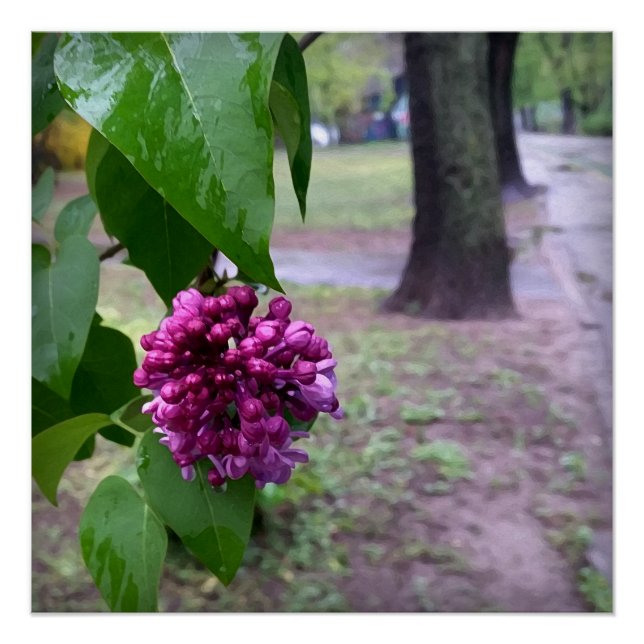 lilac flower in the rain poster (Front)