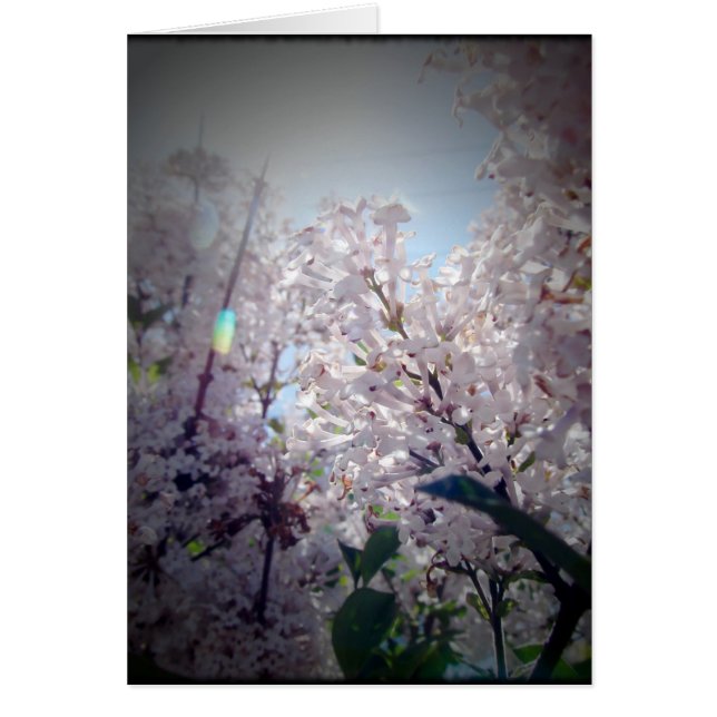 Lilac Flowers Cards (Front)