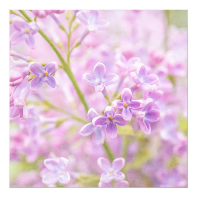 Lilac Flowers Mist Photo Print (Front)