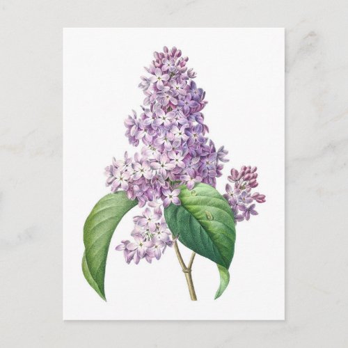 Lilac flowers Redout Botanical Illustration Postcard