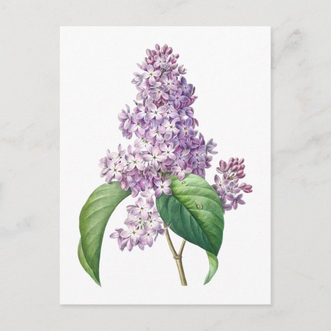 Lilac flowers Redouté Botanical Illustration Postcard (Front)