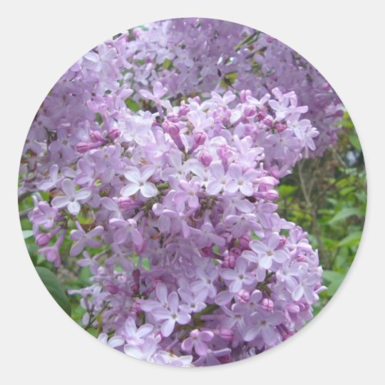 Lilac in Bloom Classic Round Sticker