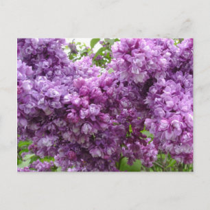 Lilac In Bloom Postcard