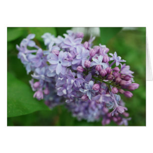 Lilac Love Cards