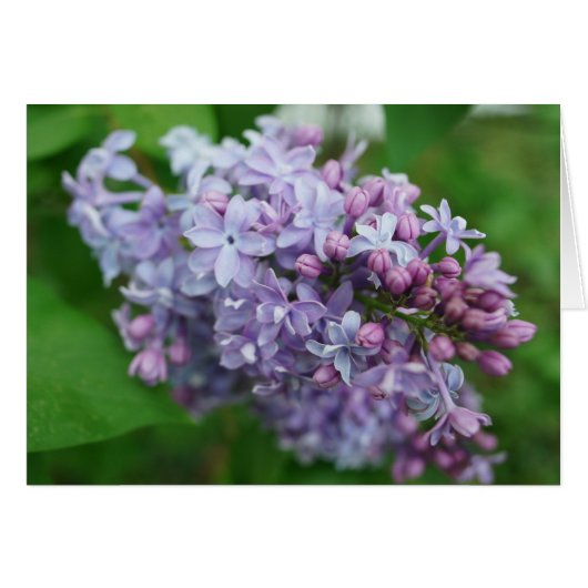 Lilac Love Cards (Front Horizontal)