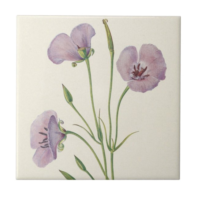 Lilac Mariposa by Mary Vaux Walcott Ceramic Tile (Front)