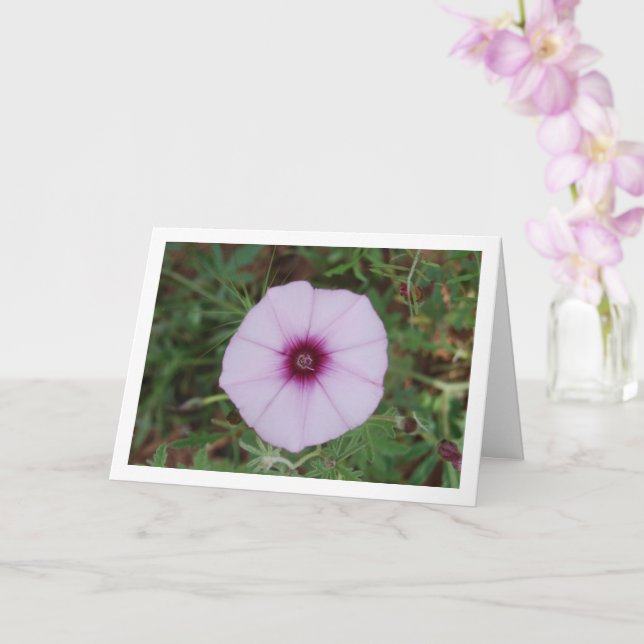 Lilac Morning Glory, Mallow Bindweed Wildflower Card (Orchid)