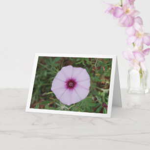 Lilac Morning Glory, Mallow Bindweed Wildflower Card