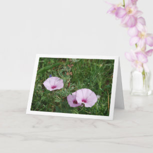 Lilac Morning Glory, Mallow Bindweed Wildflowers Card
