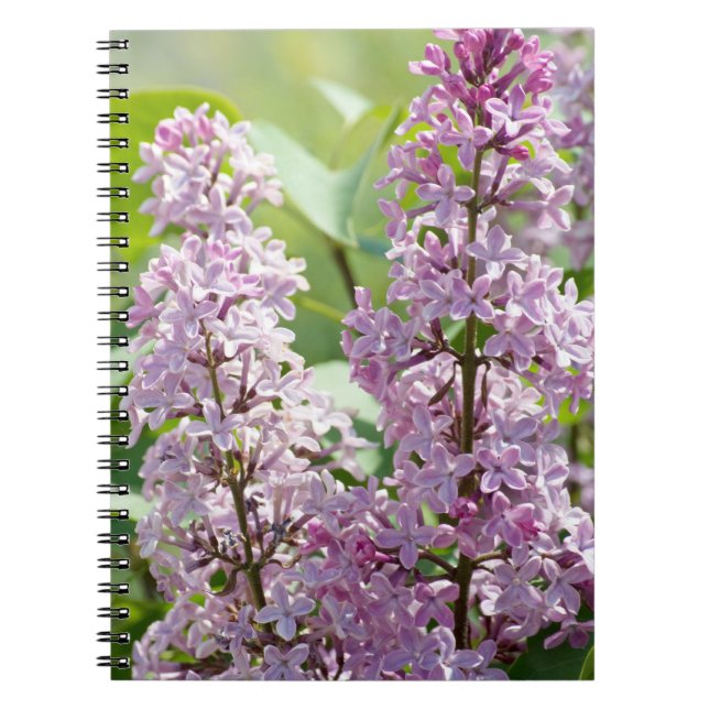 Lilac P5390 Notebook (Front)