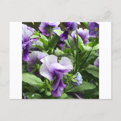 Lilac Pansy Print on Standard Postcard