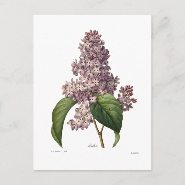 Lilac Postcard (Front)