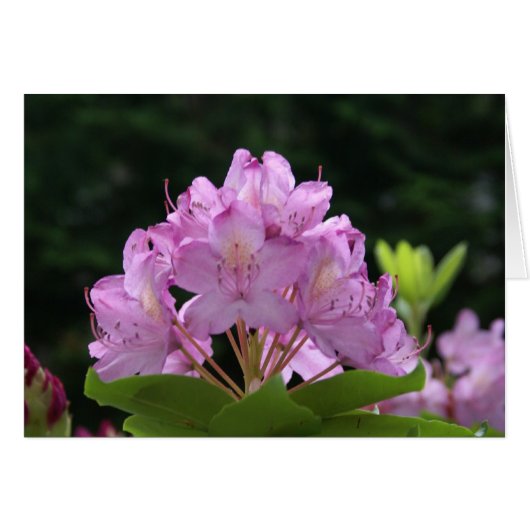 Lilac Rhododendron Cards (Front Horizontal)