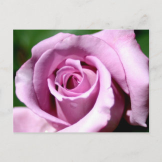Lilac rose postcard
