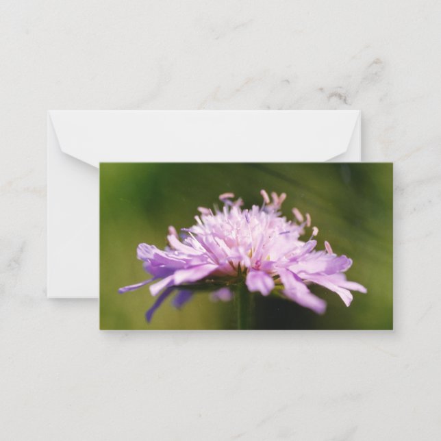 Lilac Scabious (Knautia arvensis) Flower Note Card (Front)