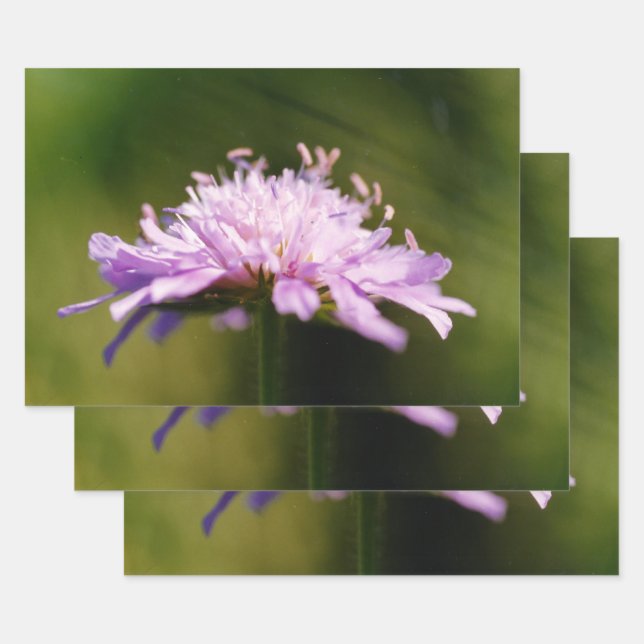 Lilac Scabious (Knautia arvensis) Flower Wrapping Paper Sheets (Set)