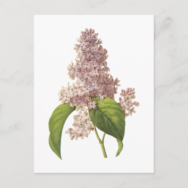 lilac(Syringa sp.) by Redouté Postcard (Front)