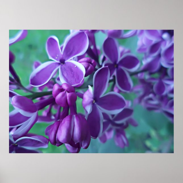 Lilac variety of colors  poster (Front)