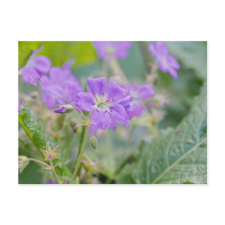 Lilac Wildflower Photo Geranium Botanical Flower Postcard