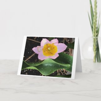 Lilac Wonder Tulip, card