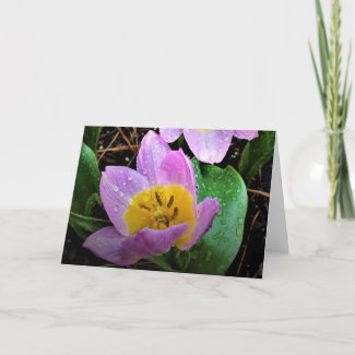 Lilac Wonder Tulip, card