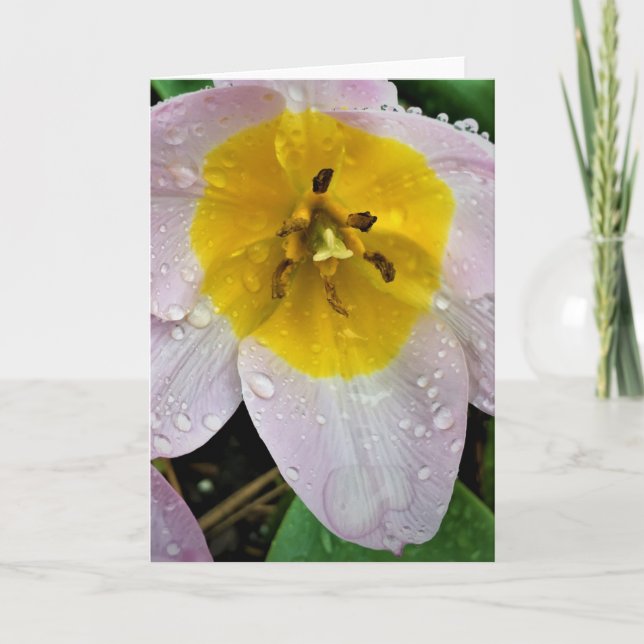 Lilac Wonder Tulip, card (Front)