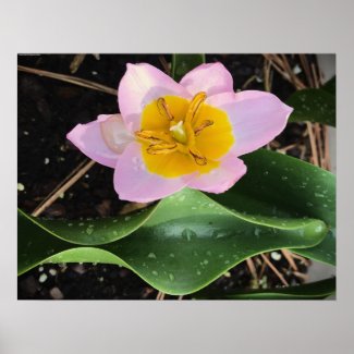 Lilac Wonder Tulip, Poster