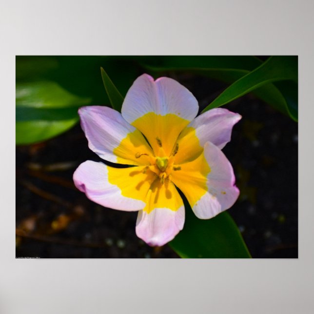 Lilac Wonder Tulip, Poster (Front)
