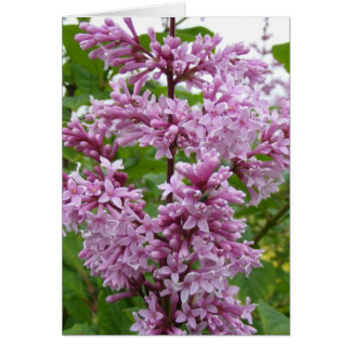 Lilacs Blooming