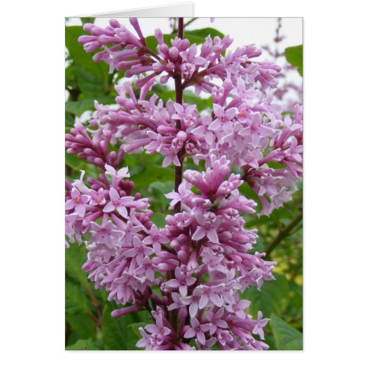 Lilacs Blooming Cards (Front)