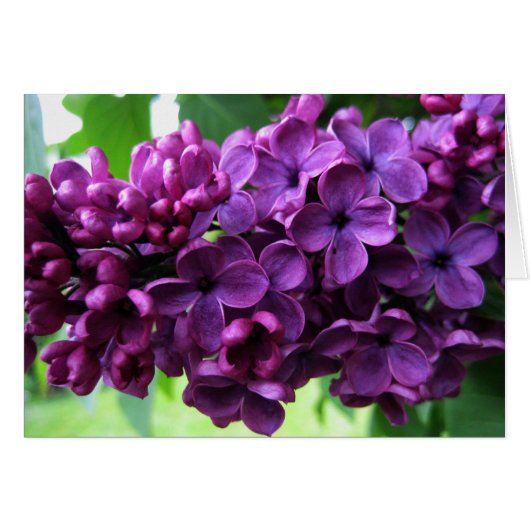 Lilacs Card (Front Horizontal)