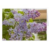 Lilacs Card (Front Horizontal)