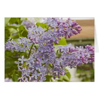 Lilacs Card